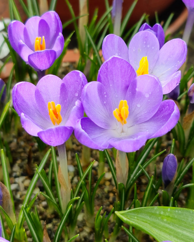 Crocus 'Hummingbird'