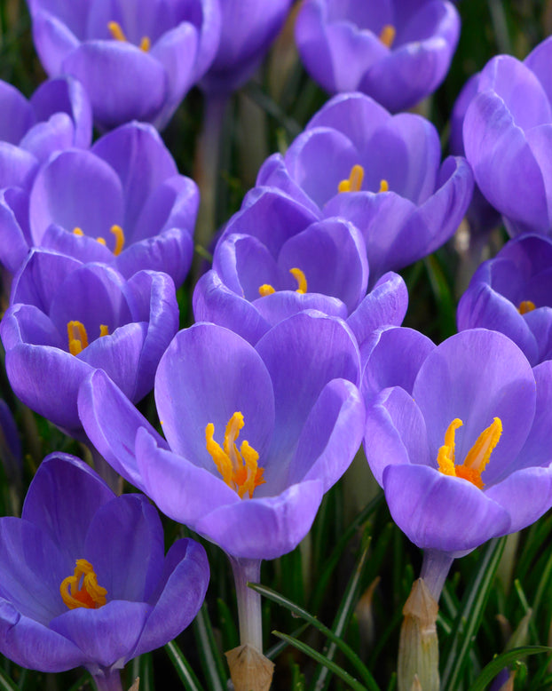 Crocus 'Hummingbird'