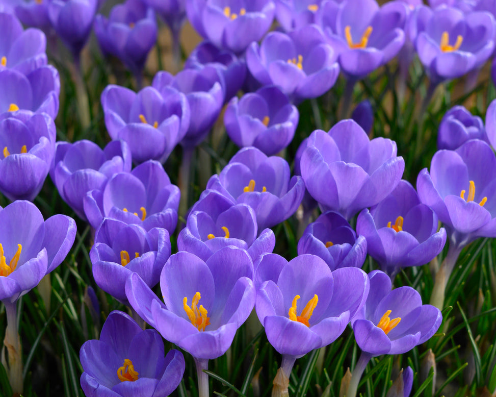 Crocus 'Hummingbird'