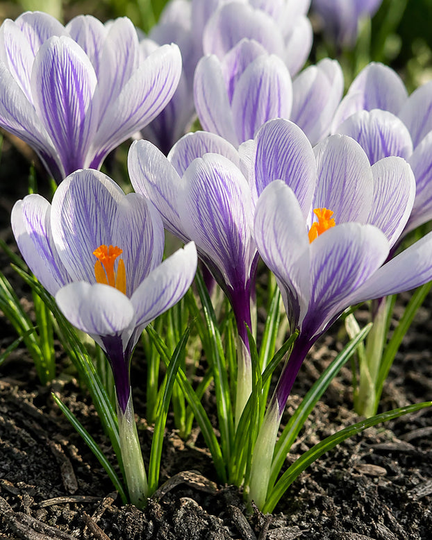 Crocus 'Imperial Purple'