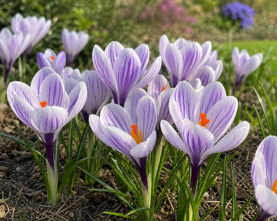 Crocus 'Imperial Purple'