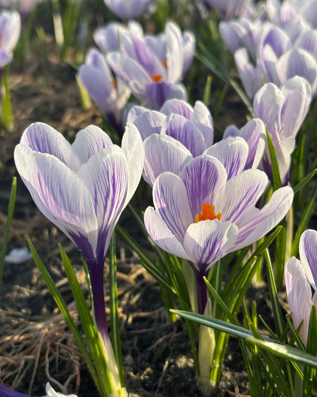 Crocus 'Imperial Purple'