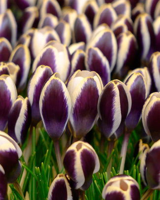 Crocus 'Panda'