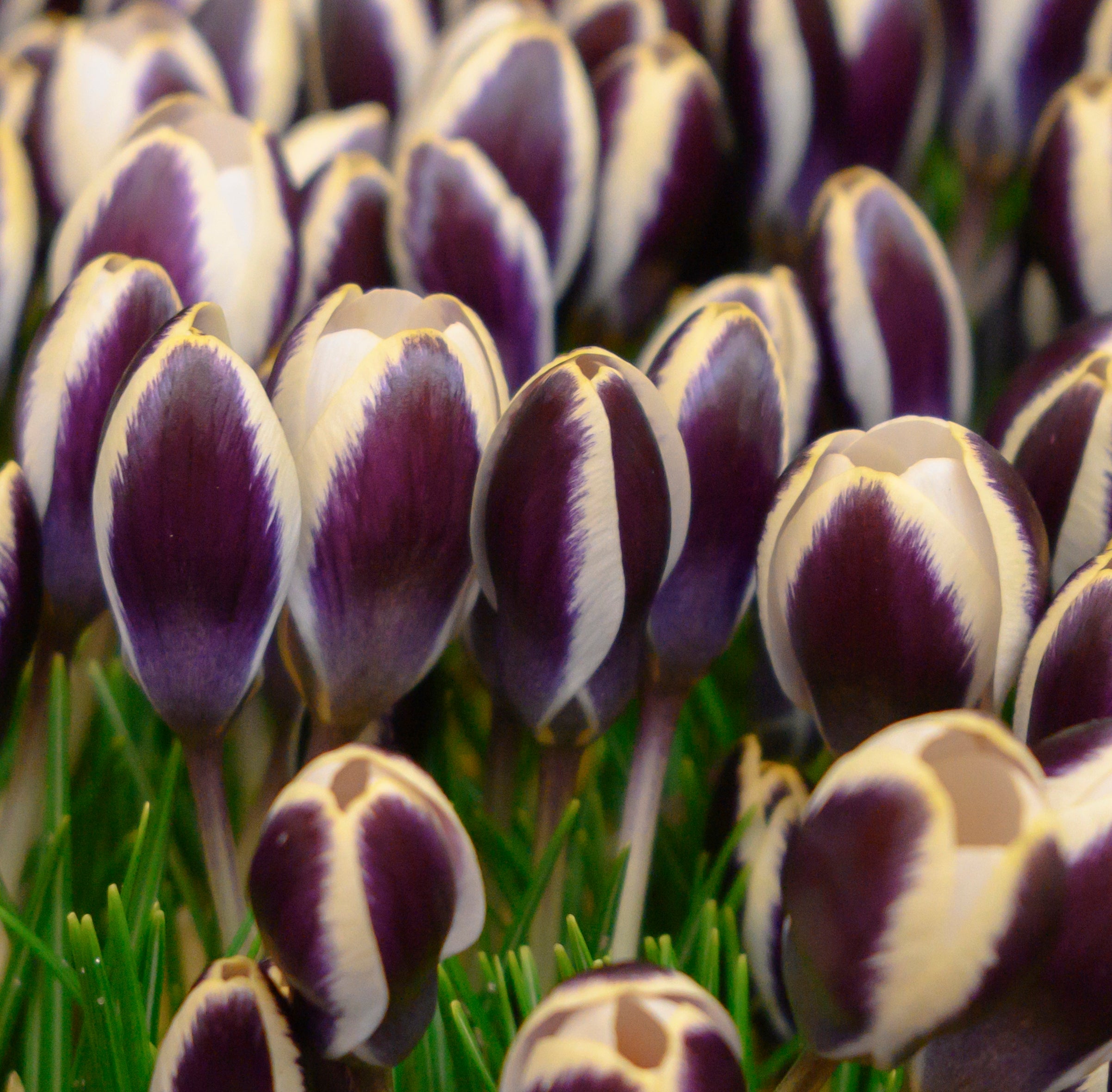 Crocus chrysanthus 'Panda' bulbs — Buy online at Farmer Gracy UK