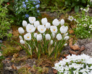 Crocus 'Polar Bear'