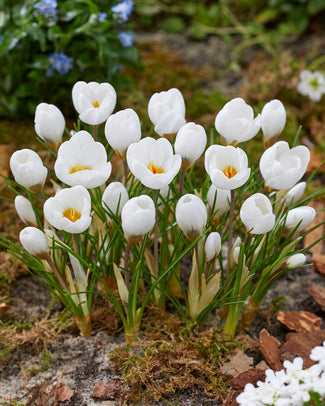 Crocus 'Polar Bear'