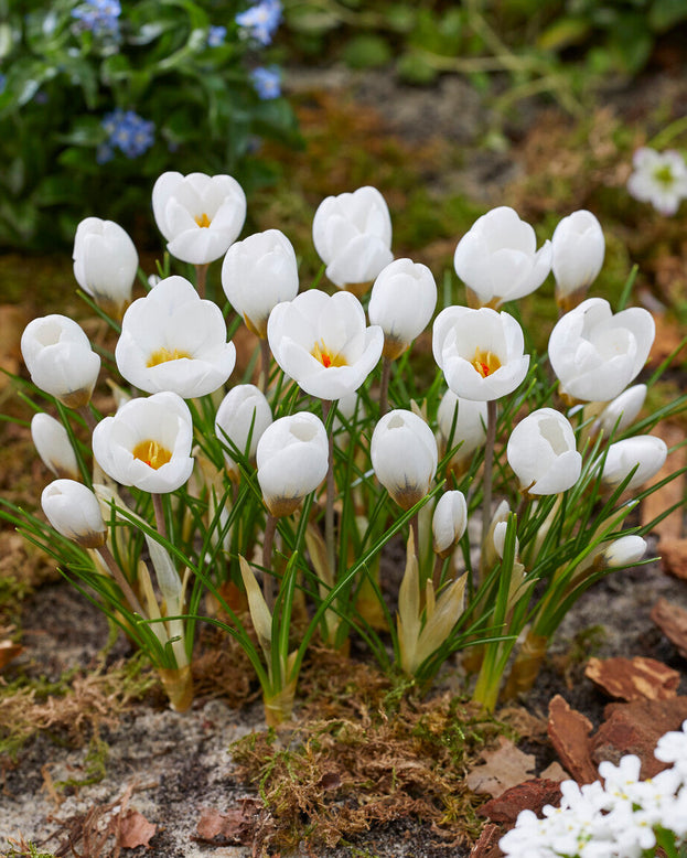 Crocus 'Polar Bear'