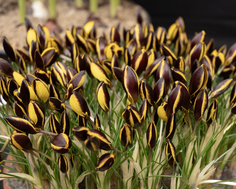 Crocus 'Queen Bee'