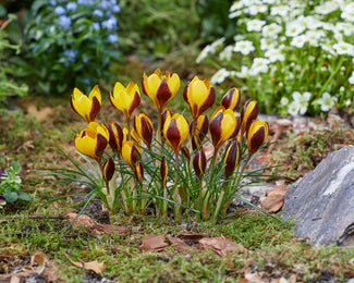 Crocus 'Queen Bee'