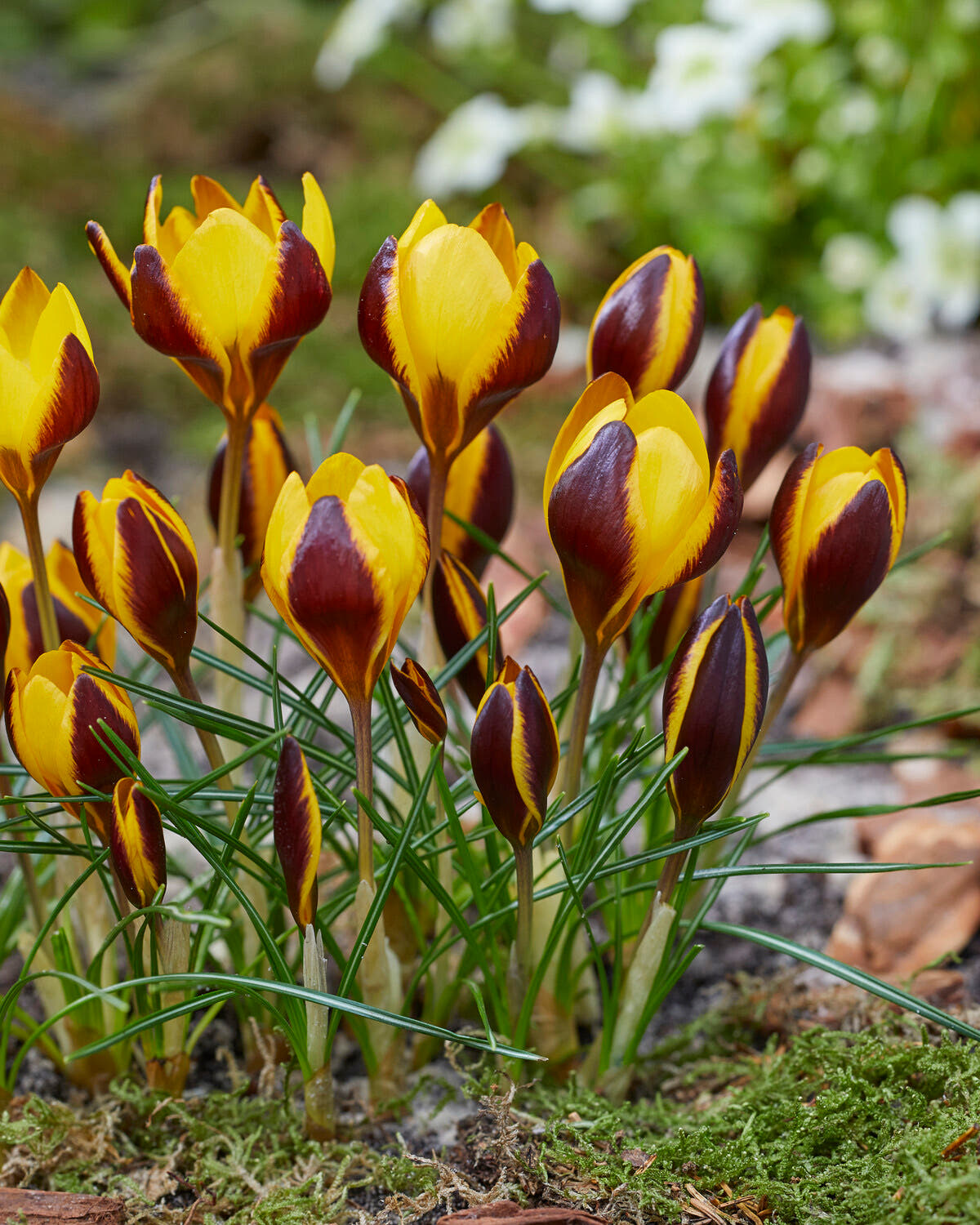 Crocus 'Queen Bee'