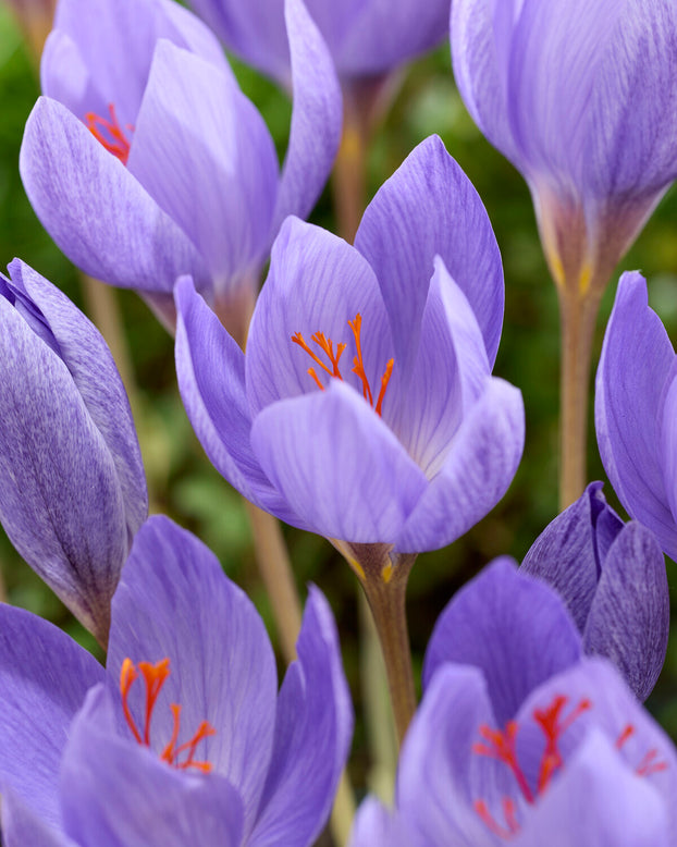 Crocus 'Semedo'