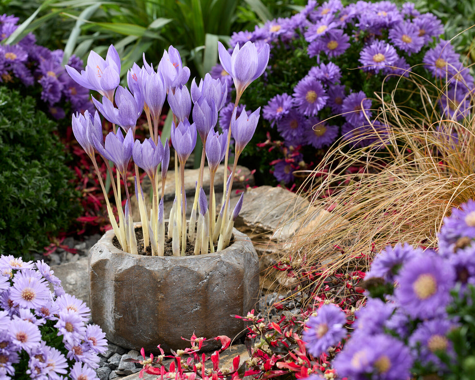 Crocus 'Semedo'