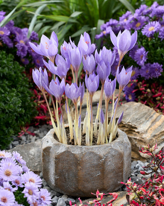 Crocus 'Semedo'