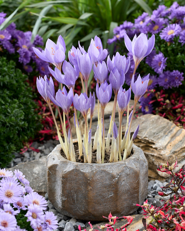 Crocus 'Semedo'