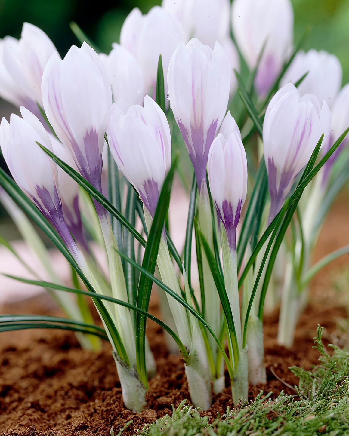 Crocus 'Silver Coral' bulbs — Buy online at Farmer Gracy UK