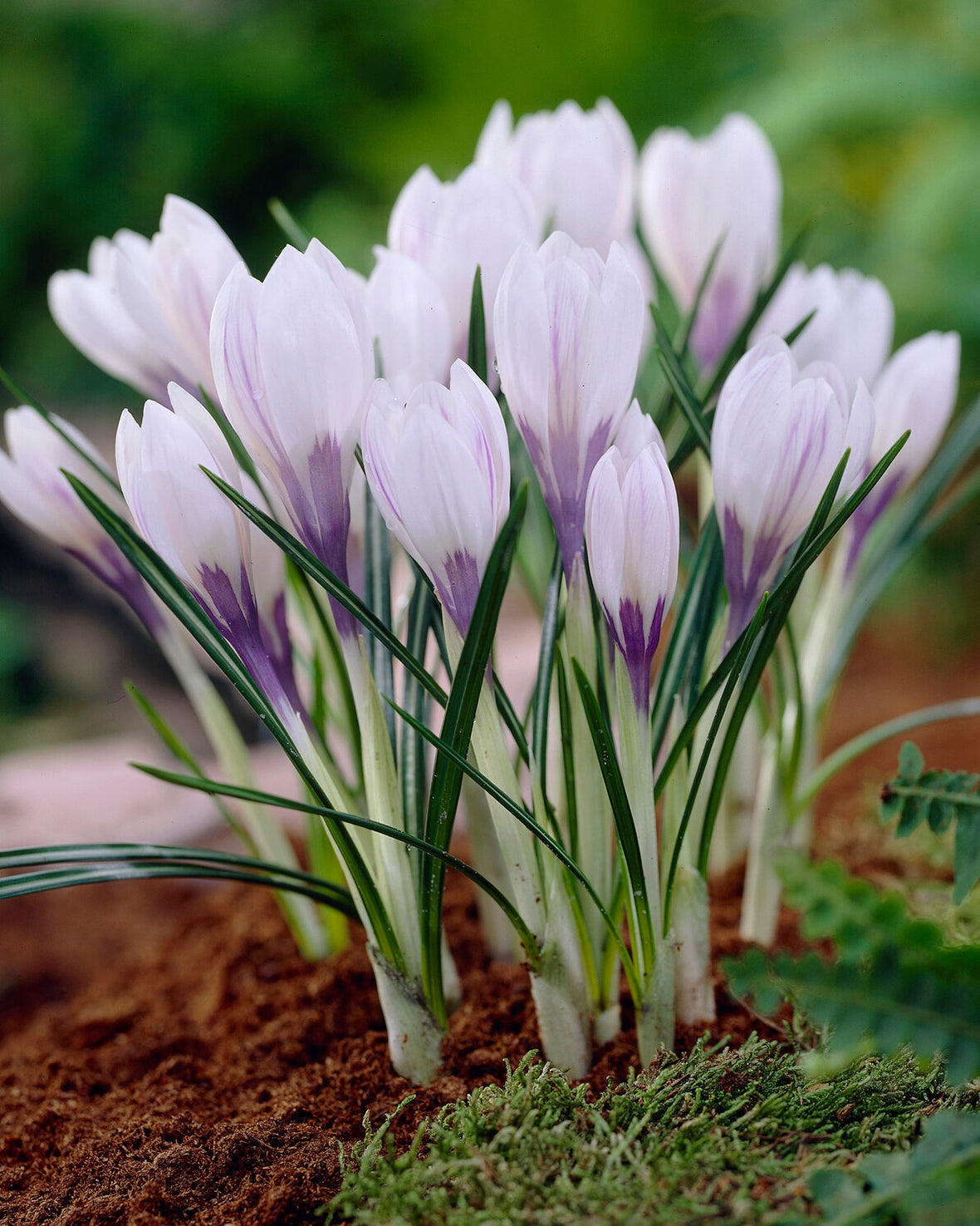 Crocus 'Silver Coral' bulbs | Buy online at Farmer Gracy UK