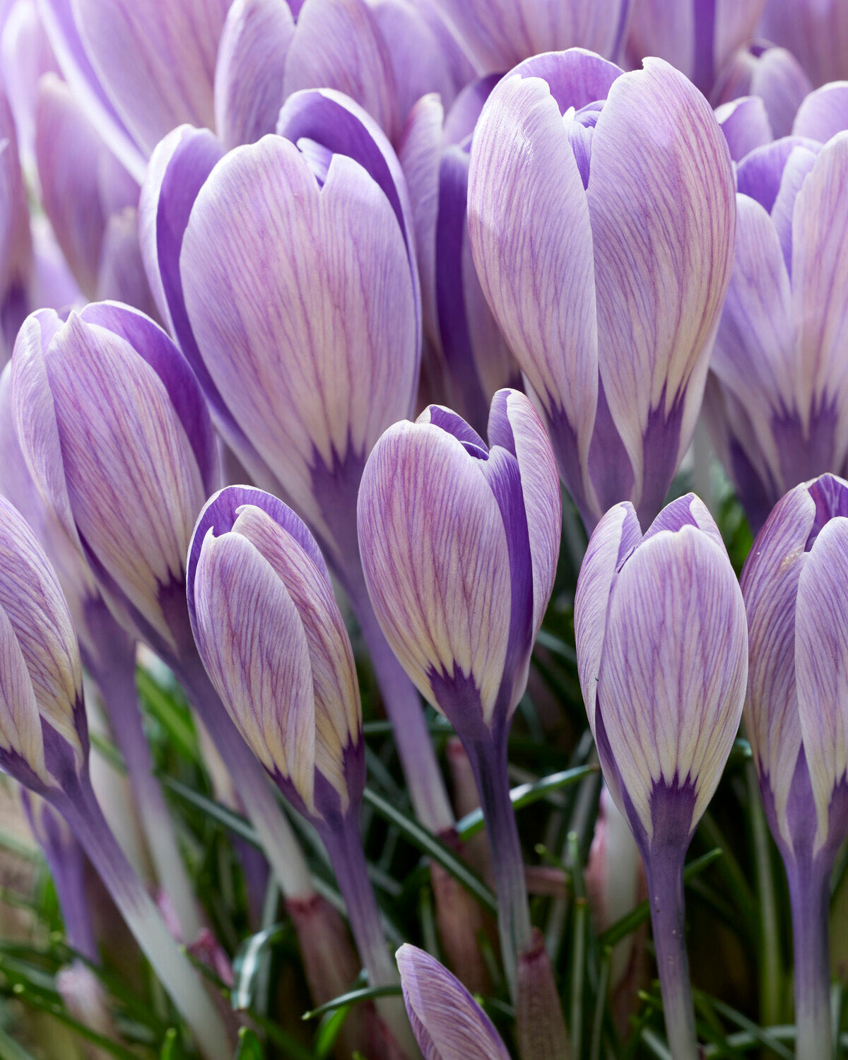 Crocus Bukbs Crocus 'Striped Bird' bulbs | Buy striped crocus online at Farmer Gracy UK