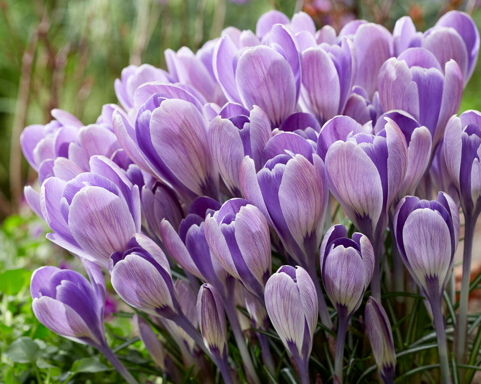 Crocus 'Striped Bird'