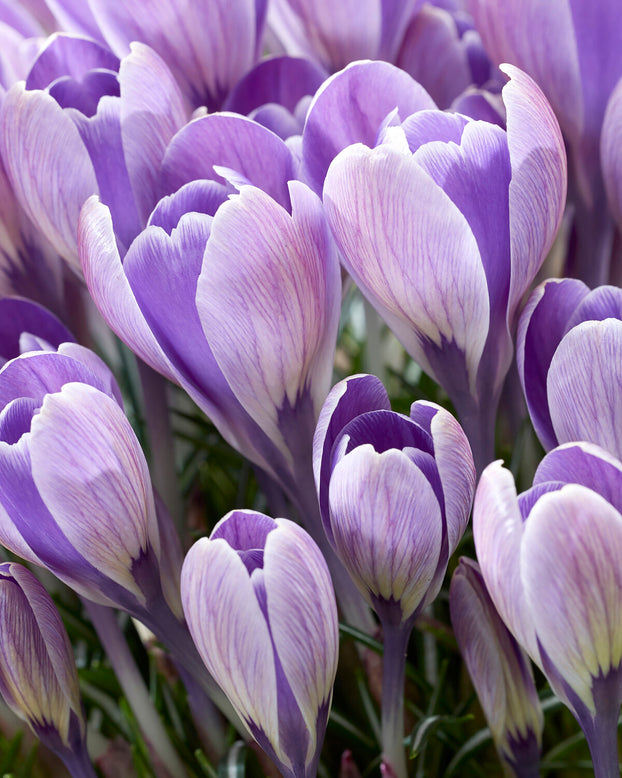 Crocus 'Striped Bird'