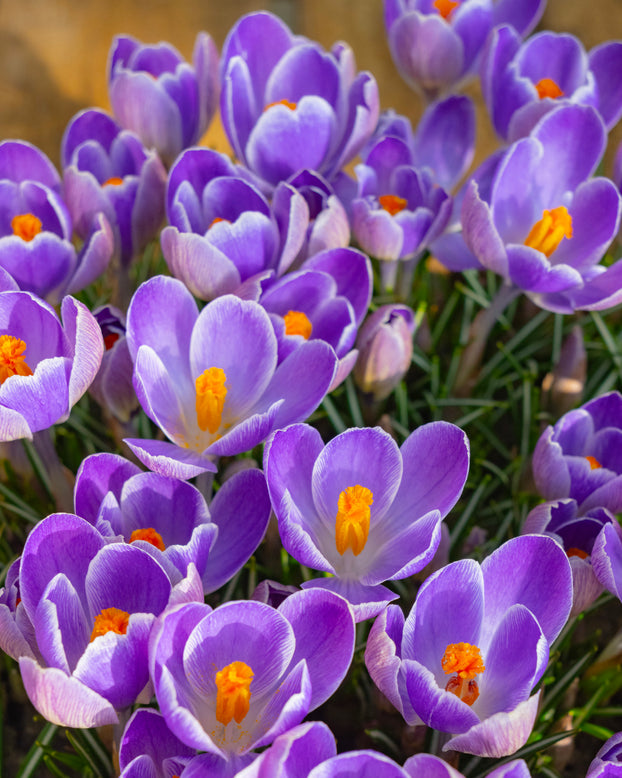 Crocus 'Striped Bird'