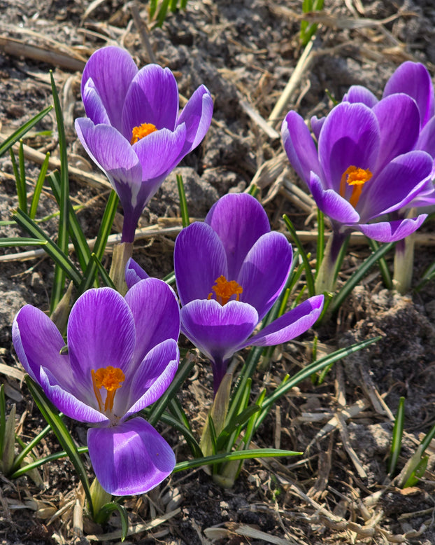 Crocus 'Striped Bird'