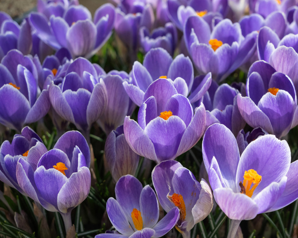 Crocus 'Striped Bird'