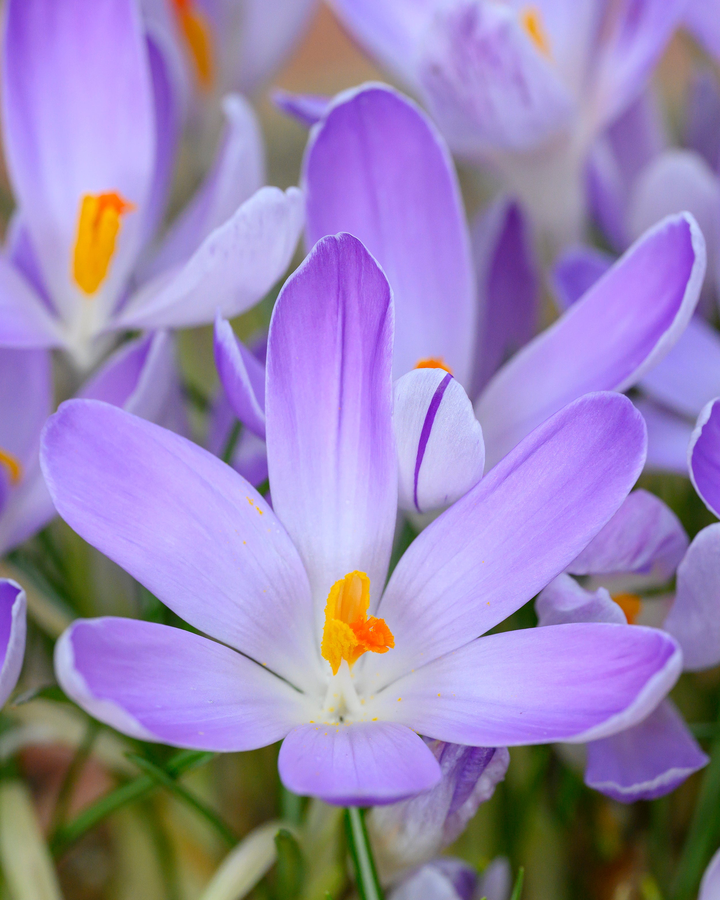 Crocus Bukbs Crocus 'Vanguard' bulbs | Buy online at Farmer Gracy UK