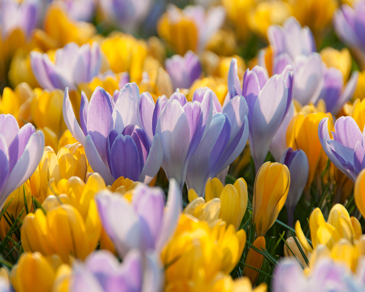 Crocus Bukbs Crocus 'Vanguard' bulbs | Buy online at Farmer Gracy UK