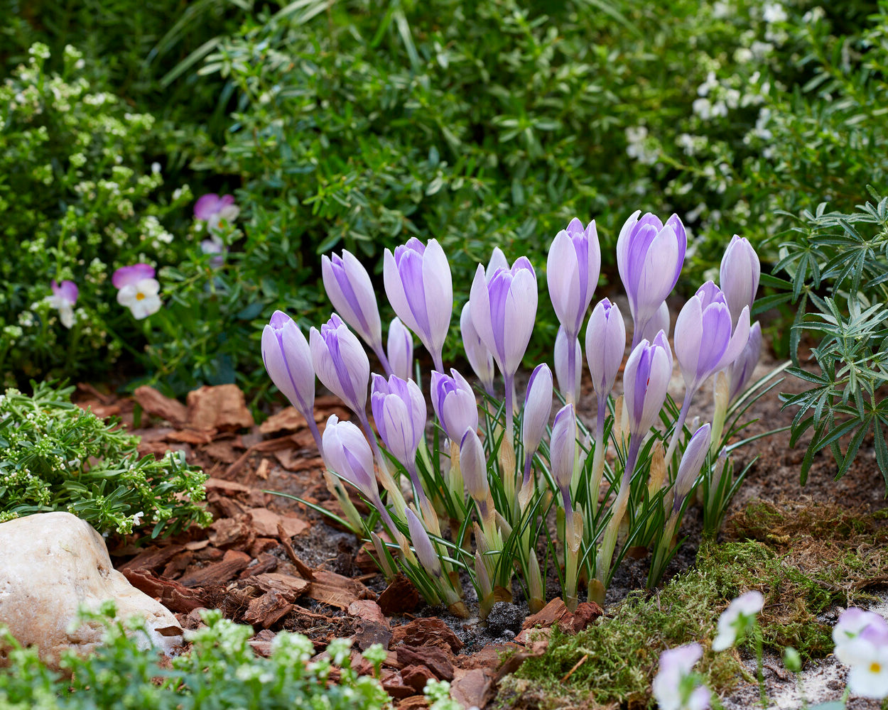 Crocus 'Vanguard' bulbs — Buy online at Farmer Gracy UK