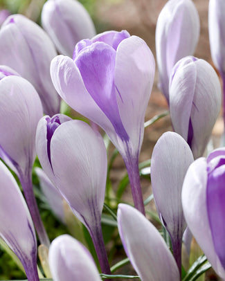 Crocus 'Whale Shark'