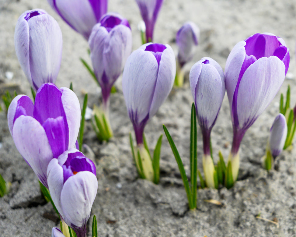 Crocus 'Whale Shark'