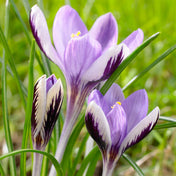 Crocus