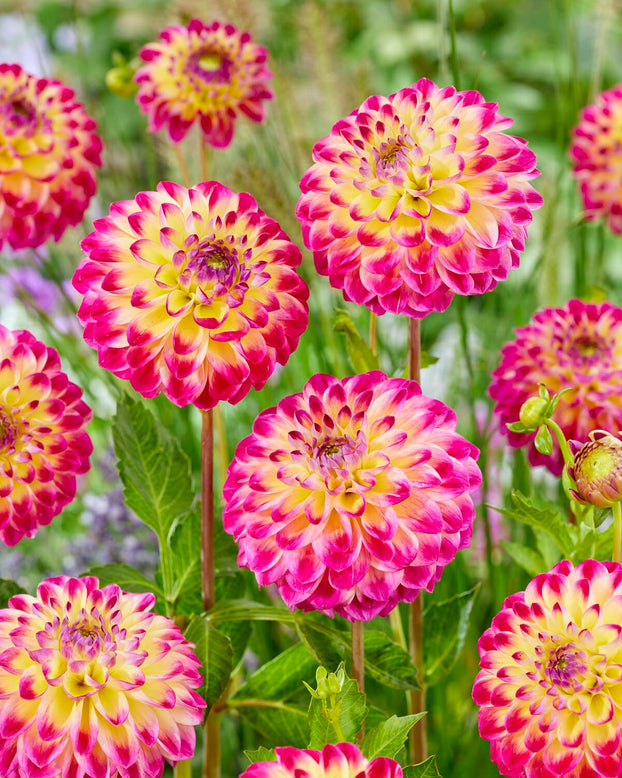 Dahlia 'Hapet Daydream'