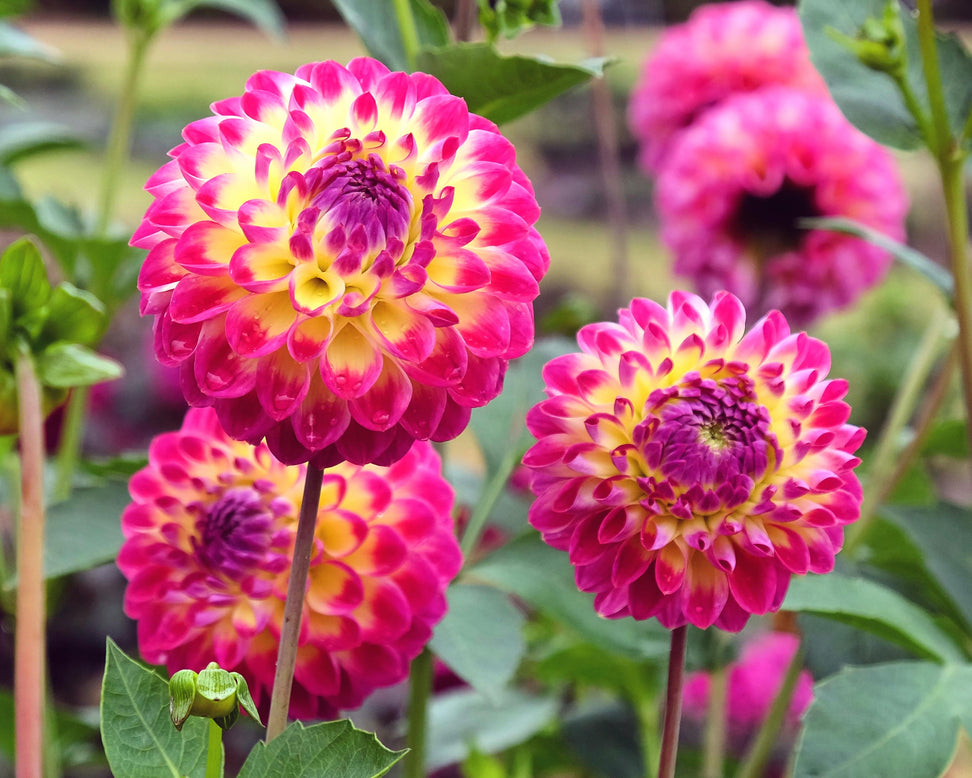Dahlia 'Hapet Daydream'