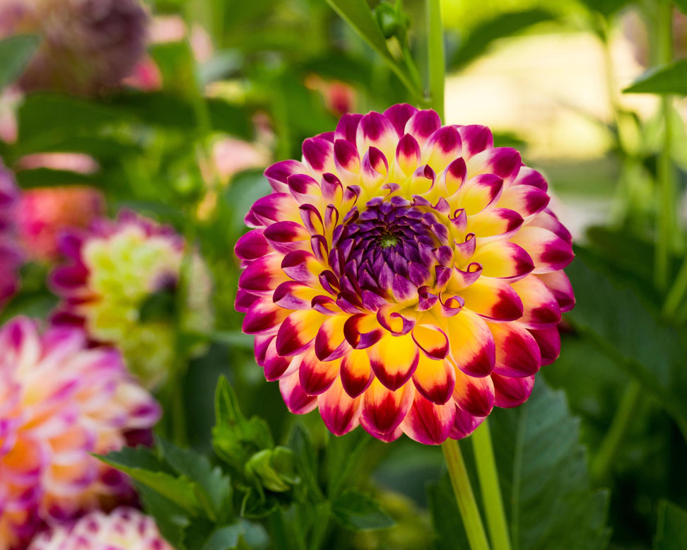 Dahlia 'Hapet Daydream'