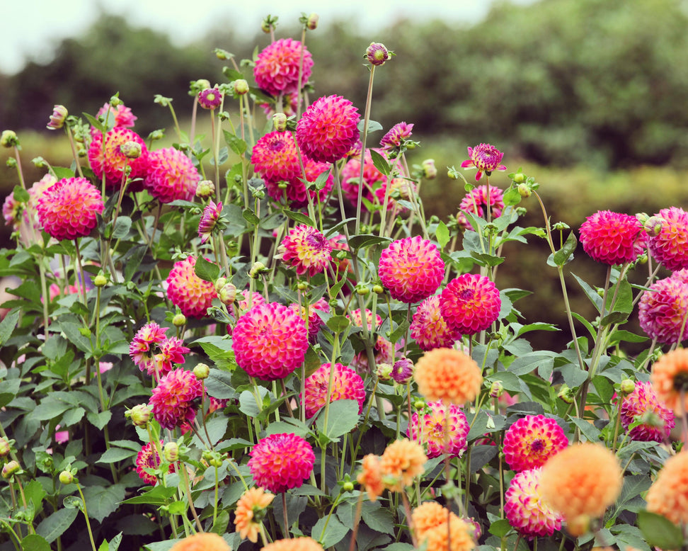 Dahlia 'Hapet Daydream'