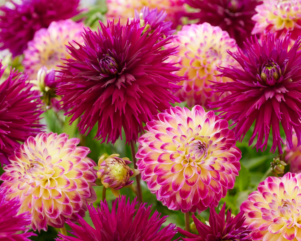 Dahlia 'Hapet Daydream'