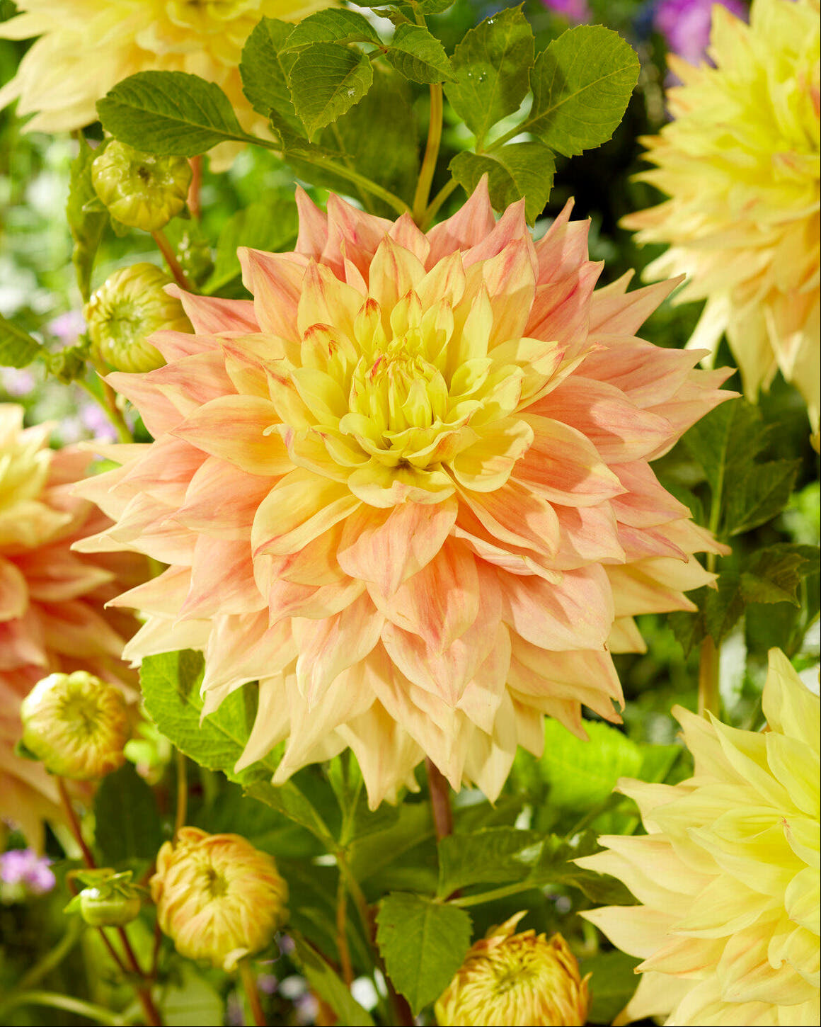 Dahlia 'Advance'