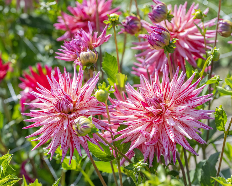 Dahlia 'Alain Mimoun'