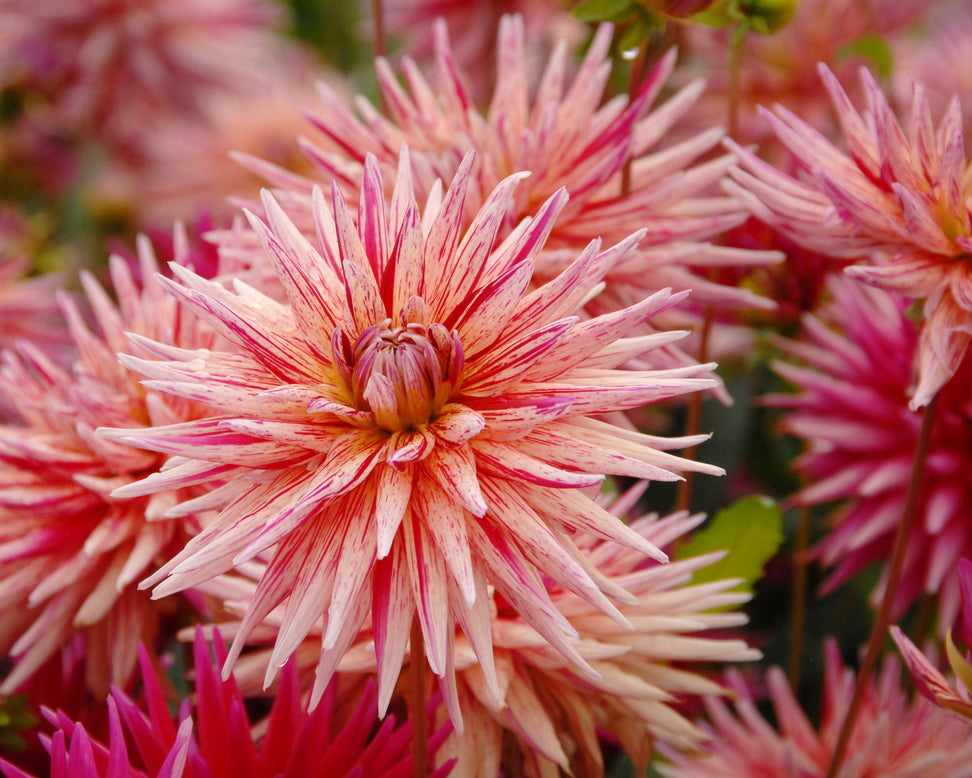 Dahlia 'Alain Mimoun'