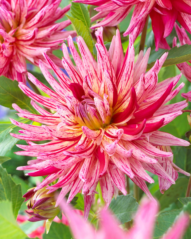 Dahlia 'Alain Mimoun'