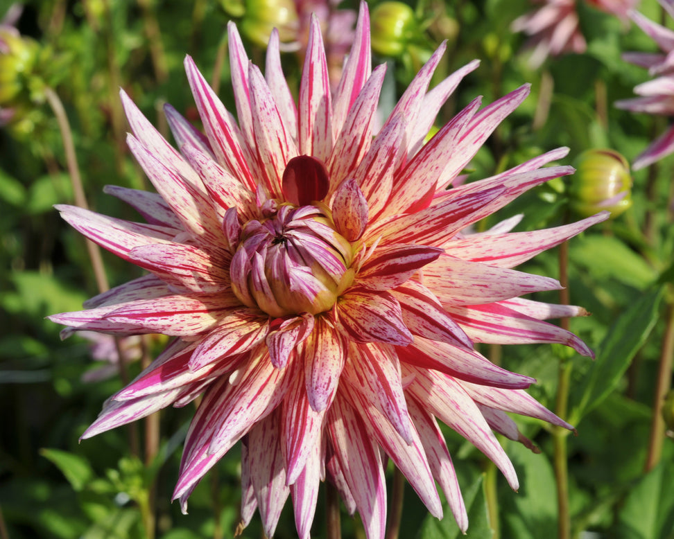 Dahlia 'Alain Mimoun'