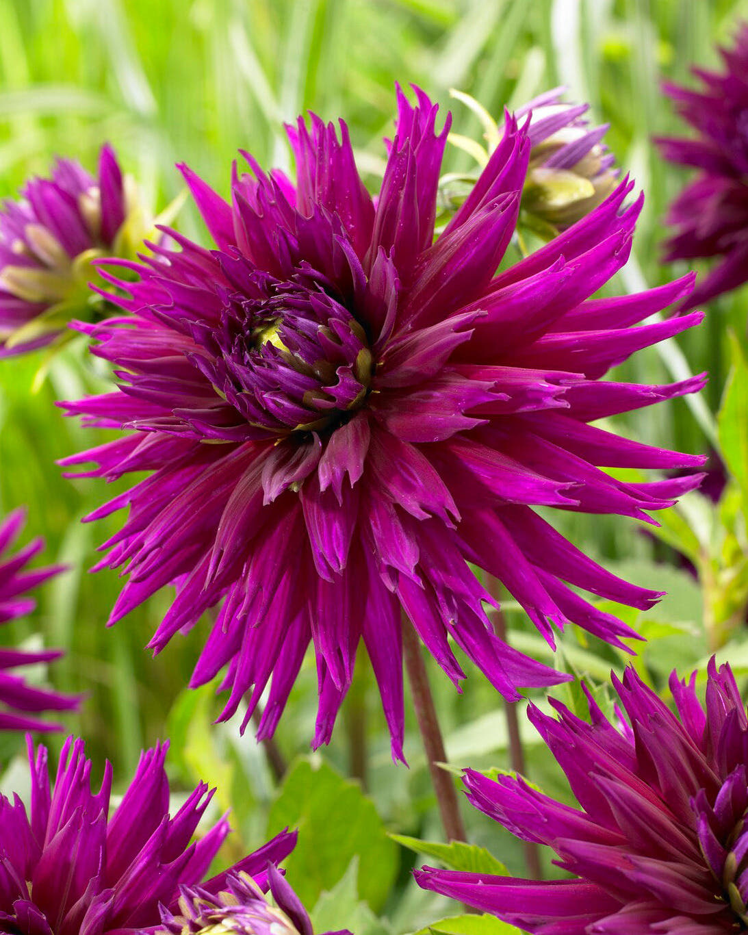 Dahlia 'Ambition'
