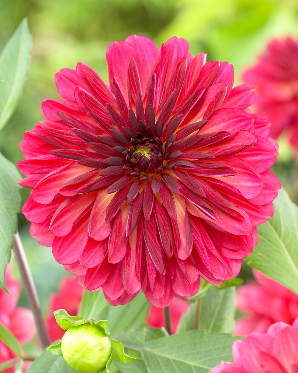 Dahlia 'Antibes'