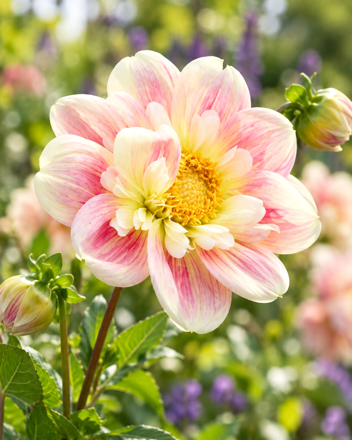 Dahlia 'April Heather'
