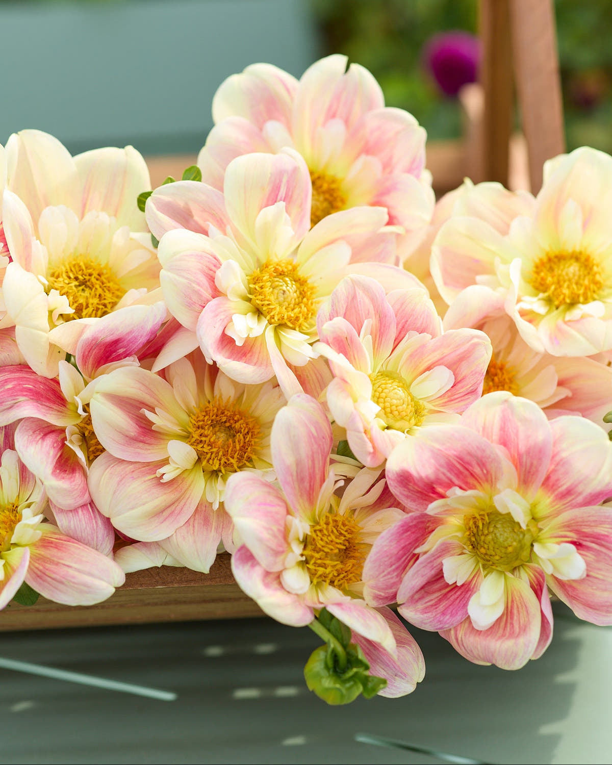 Dahlia 'April Heather'