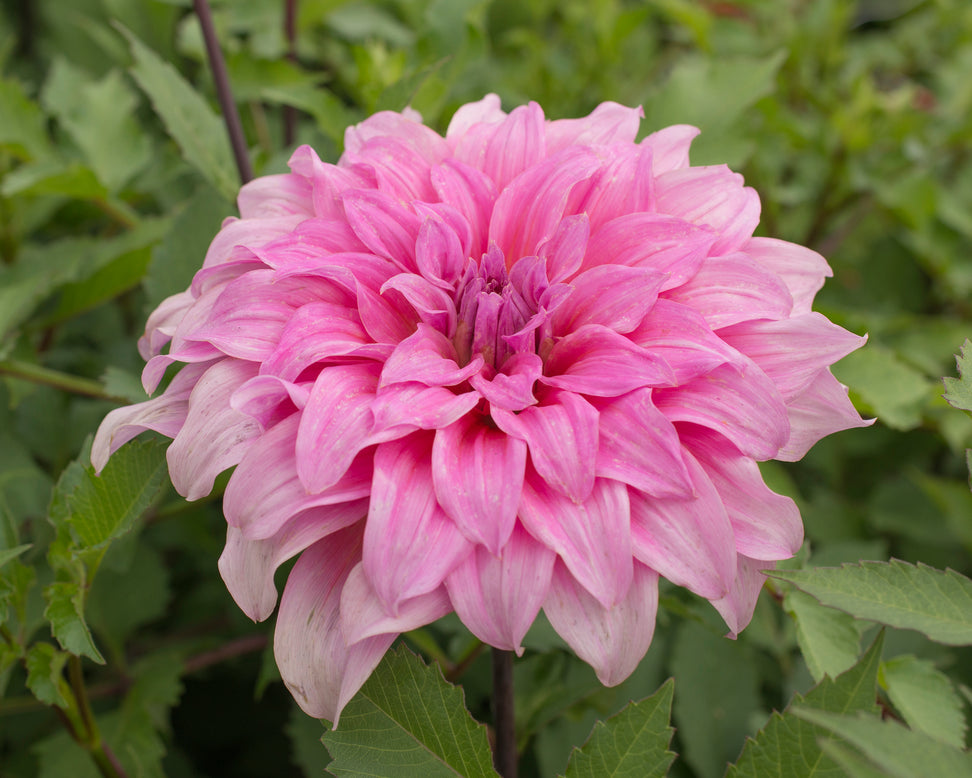 Dahlia 'Arthur Hambley'