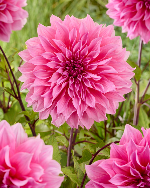 Dahlia 'Arthur Hambley'
