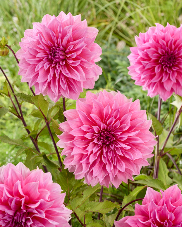 Dahlia 'Arthur Hambley'