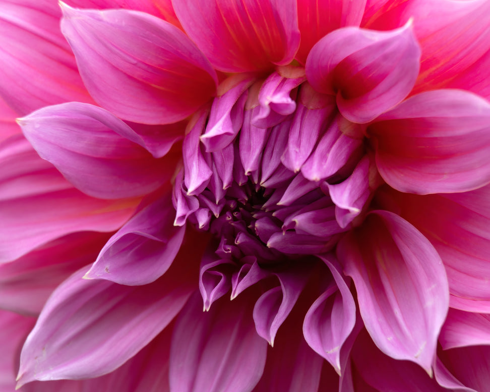 Dahlia 'Arthur Hambley'